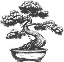 Bonsai Baum Bilder mit alt Gravur Stil Körper schwarz Farbe nur vektor