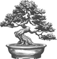 Bonsai Baum Bilder mit alt Gravur Stil Körper schwarz Farbe nur vektor