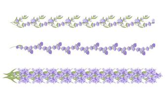 einstellen von dekorativ Grenzen von Lavendel Blumen zum Ihre Design. Illustration isoliert auf Weiß Hintergrund. vektor