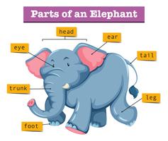 Diagramm, das Teile des Elefanten zeigt vektor