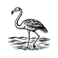 schwarz Flamingo isoliert auf Weiß Hintergrund vektor