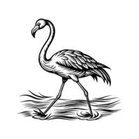 schwarz Flamingo isoliert auf Weiß Hintergrund vektor