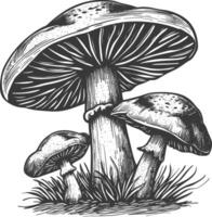 Pilz Bilder mit alt Gravur Stil vektor