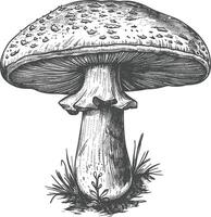 Pilz Bilder mit alt Gravur Stil vektor