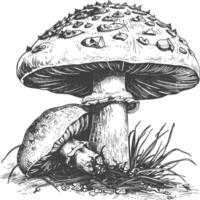 Pilz Bilder mit alt Gravur Stil vektor