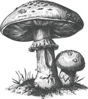 Pilz Bilder mit alt Gravur Stil vektor