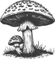 Pilz Bilder mit alt Gravur Stil vektor