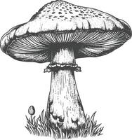 Pilz Bilder mit alt Gravur Stil vektor