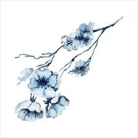 Kirsche blühen Aquarell Illustration. Hand gezeichnet Süd Koreanisch Blumen- Element isoliert auf Weiß Hintergrund. Indigo Blau einfarbig Blumen auf Ast zum Textil- Muster und Schönheit Produkt Verpackung vektor