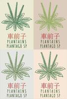 einstellen von Zeichnung Kochbananen im Chinesisch im verschiedene Farben. Hand gezeichnet Illustration. das Latein Name ist plantago sp. vektor