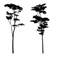 Albizia Chinensis oder häufig genannt Seide Baum Silhouette Sammlung vektor