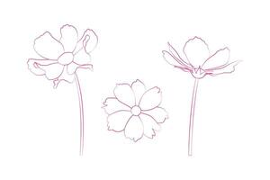 Hand gezeichnet kontinuierlich Linie Zeichnung von Kosmos Blumen. Illustration. vektor