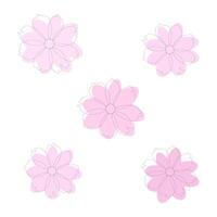 en uppsättning av fem mjuk rosa kosmos blommor. , vit bakgrund. vektor