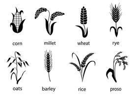 Symbol einstellen von Getreide mit Reis, Roggen, Weizen, Mais, Hafer, Gerste, Hirse. das Konzept von Markierung organisch Produkte, Landwirtschaft, Getreide, Bäckerei Produkte, gesund Lebensmittel. vektor