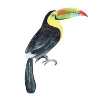 toucan tropisk fågel hand dragen vattenfärg illustration. isolerat på vit bakgrund. vektor