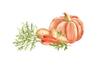 vegetabiliska sammansättning för soppa eller puré. pumpa, morot och potatis. hand dragen botanisk vattenfärg illustration. årgång stätta. vektor