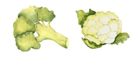 uppsättning av broccoli och blomkål kål. vattenfärg hand dragen illustration i årgång stil. vektor