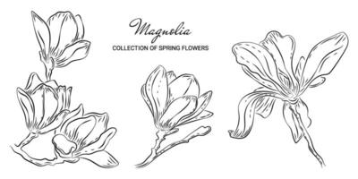 einstellen von Luxus Magnolie Blumen im Gekritzel Stil. modisch botanisch Elemente auf ein Weiß Hintergrund und ohne. vektor