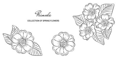 skizzieren Vorlage von Primel Frühling Blume im skizzieren style.doodle Hand gezeichnet Primel auf ein Weiß Hintergrund und ohne Hintergrund. vektor