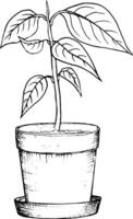 illustration, hand dragen avokado frön i en glas av vatten för groning. avokado gro från en utsäde med löv vektor