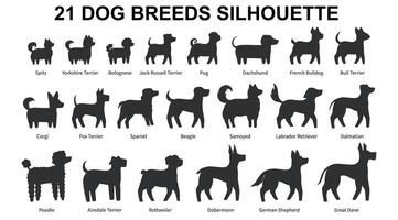 Sammlung von 21 Hund Rassen Silhouette. Seite Sicht. Illustration isoliert auf Weiß Hintergrund vektor