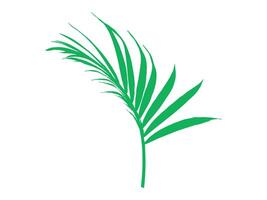 Kokosnuss Palme Blätter Hintergrund Illustration vektor