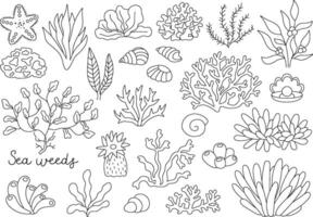 svart och vit sjögräs uppsättning. hav eller hav växter linje samling. kontur koraller, actinia, luminaria, stjärna, phyllophora, snäckskal och pärla klämma konst. vatten grönska färg sida vektor