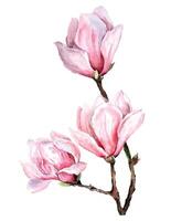 färsk magnolia blomma botanisk vattenfärg illustration blommig design kronblad blomning vår tropisk rosa skön växt vektor