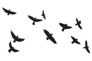 uppsättning av flygande fåglar silhuetter vektor