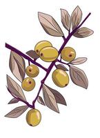 Olive Ast mit Oliven auf isoliert ein Weiß Hintergrund vektor