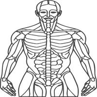 Anatomie Färbung Seiten. Anatomie Gliederung zum Färbung Buch vektor