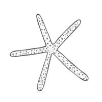 klotter sjöstjärna, ritad för hand hav symbol. femfinger organism målad förbi bläck, penna. linje, minimalism. enkel oärlig ikon. isolerat. vektor