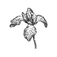 Garten Iris skizzieren Hand gezeichnet vektor
