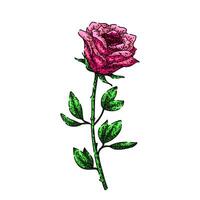Schönheit Rose skizzieren Hand gezeichnet vektor