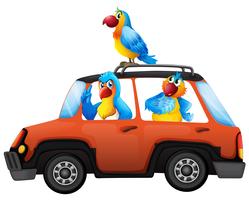 Parrot resa med bil vektor