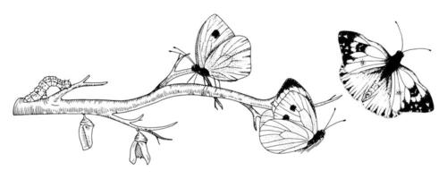 Schmetterling Metamorphose Zeichnung. Hand gezeichnet Linie Kunst von Insekt Evolution. schwarz Gliederung Illustration von Motte Transformation. Natur Leben Zyklus skizzieren. auf ein Weiß isoliert Hintergrund vektor