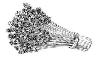 lavendel- blommor bukett . översikt illustration av blommig växt. svart linje konst av lavanda grenar. linjär teckning på isolerat bakgrund. hand dragen redigerbar ClipArt. knippa av örter skiss vektor