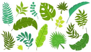 tropisch Blätter Hand zeichnen Satz. exotisch Blätter und Geäst im minimalistisch eben Stil isoliert auf Weiß. vektor