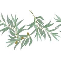 sömlös gräns av oliv grenar med oliver vektor