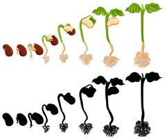 Pflanzenanbau in verschiedenen Stadien vektor