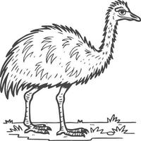 Emu Vogel Färbung Seiten zum Färbung Buch vektor