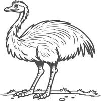 Emu Vogel Färbung Seiten zum Färbung Buch vektor