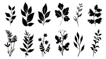 uppsättning av svart silhuetter av löv och blommor vektor