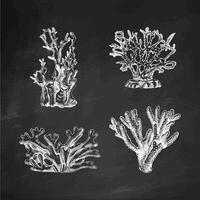 ritad för hand skiss uppsättning av olika koraller. tropisk rev element. graverat illustrationer på svarta tavlan bakgrund. bäst för nautisk mönster. vektor