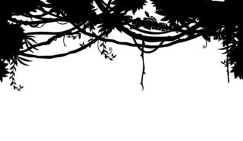 tropisk djungel lian vinstockar silhuett bakgrund vektor