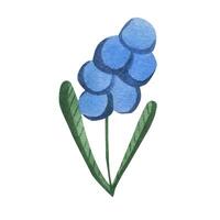 Blau Geozinth Blume. Aquarell Illustration isoliert auf Weiß Hintergrund vektor