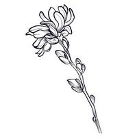 svart och vit ritad för hand teckning av en magnolia blomma vektor