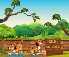Zoo scen med tigrar på dagtid vektor