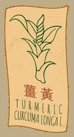 Zeichnung Kurkuma im Chinesisch. Hand gezeichnet Illustration. das Latein Name ist Kurkuma langa l. vektor