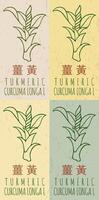 uppsättning av teckning gurkmeja i kinesisk i olika färger. hand dragen illustration. de latin namn är gurkmeja longa l. vektor